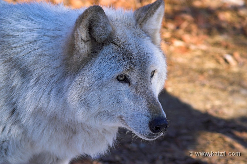 Arctic Wolf 029